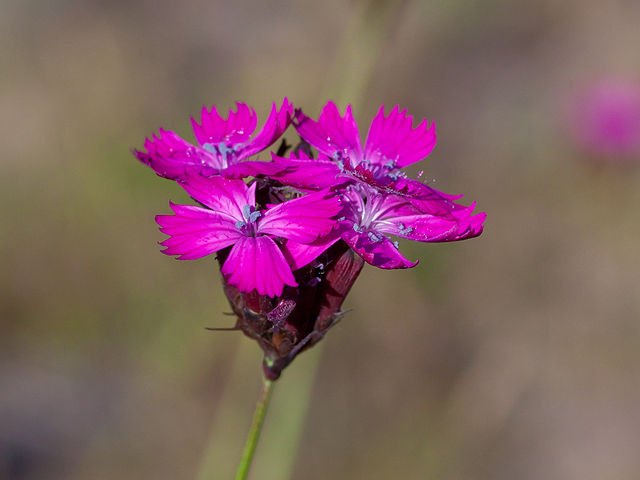 Dianthus carthusianorum